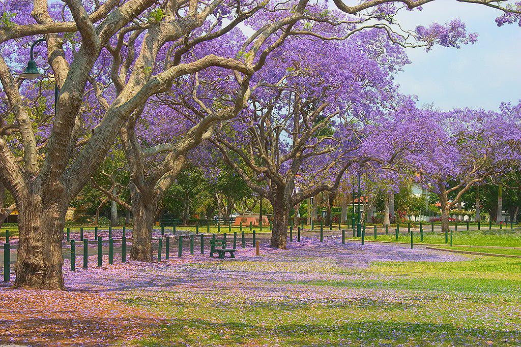 New Farm Park picnic location in Brisbane